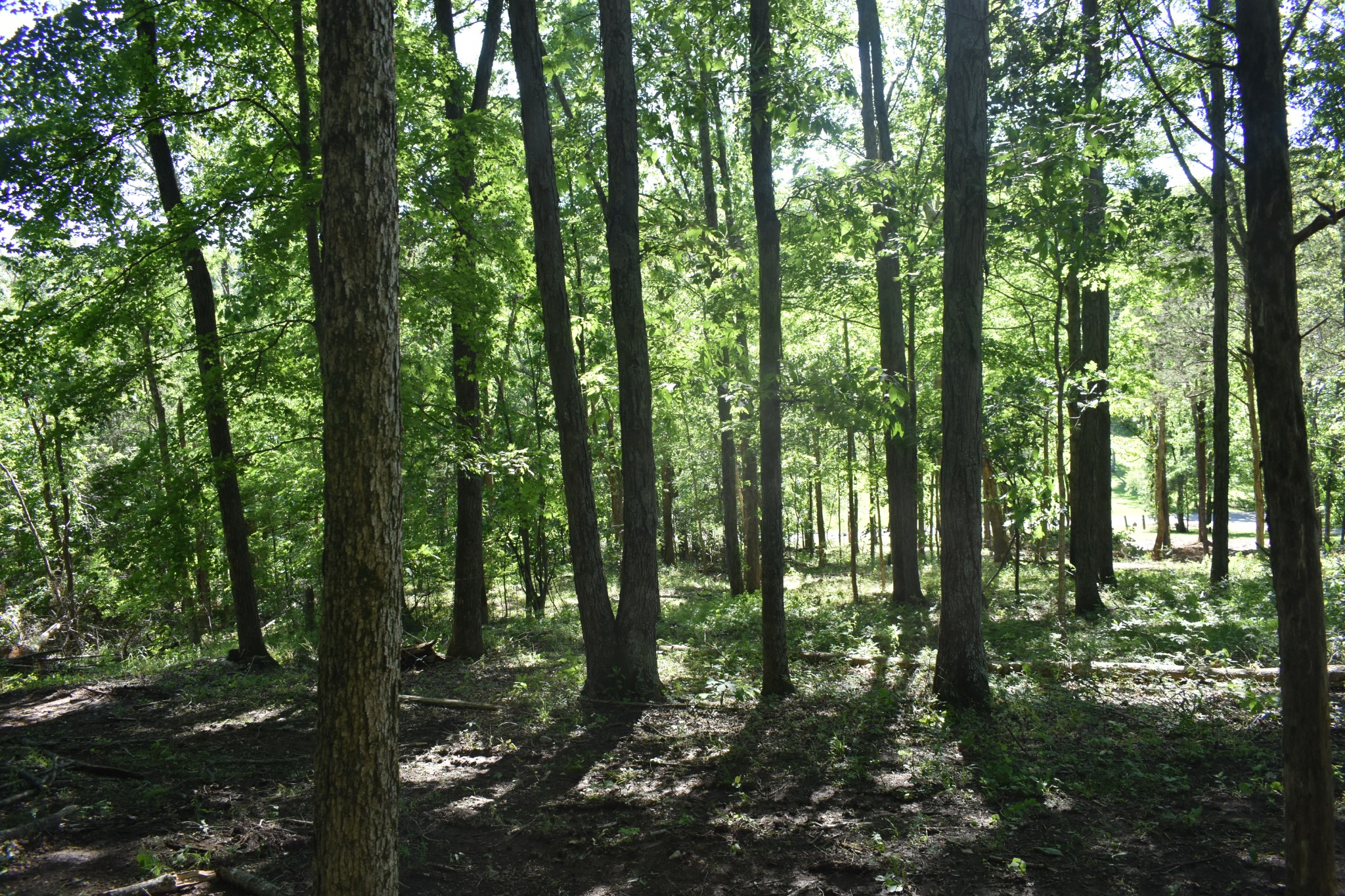 0 Ballenger Road Carthage, TN 37030 - Photo 8 of 19 a backyard of a house with lots of green space