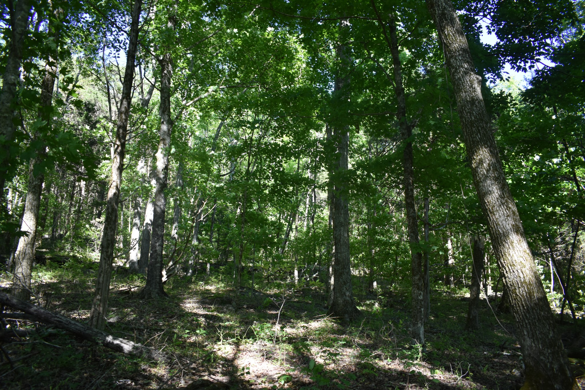 0 Ballenger Road Carthage, TN 37030 - Photo 9 of 19 a backyard of a house with lots of green space