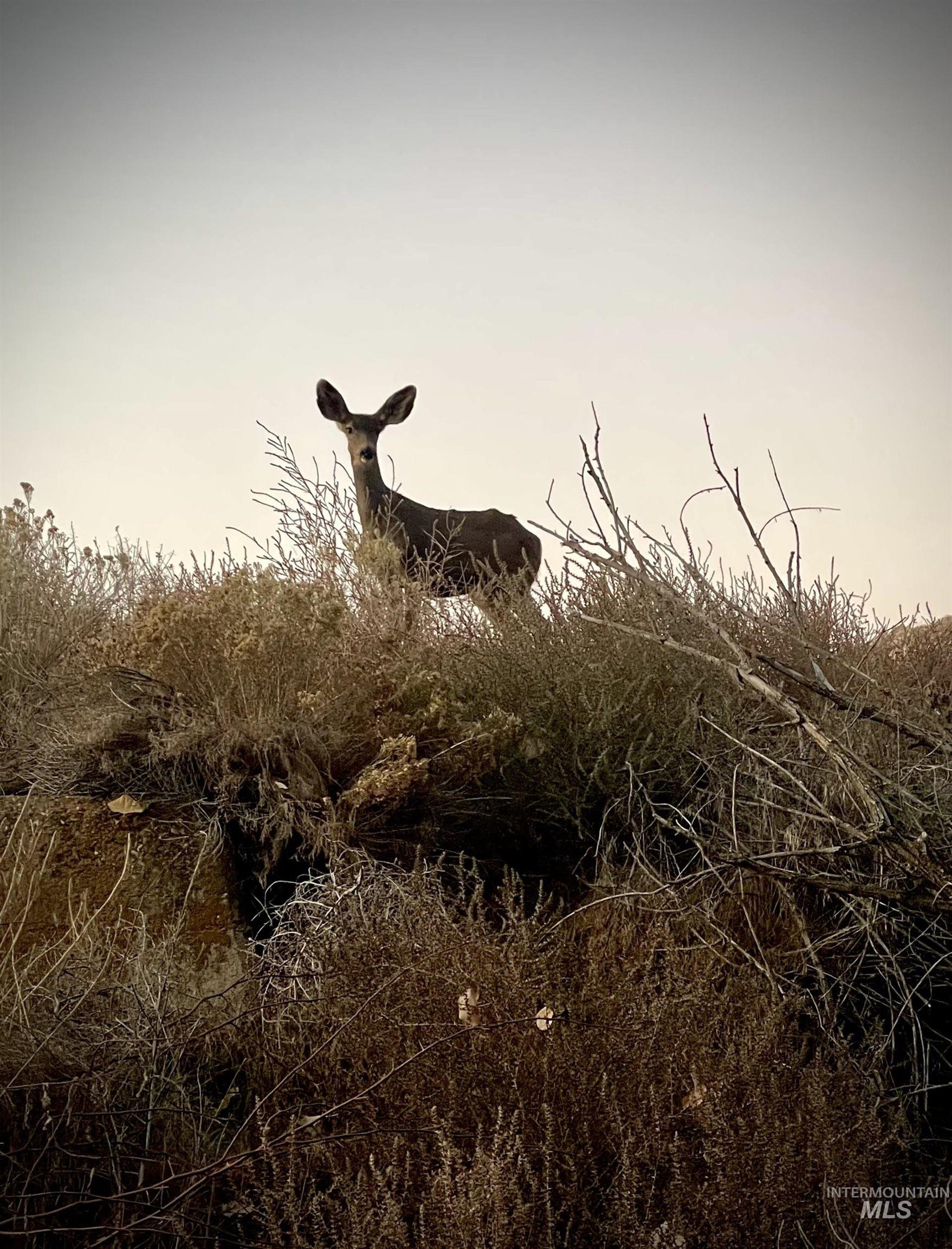 830 Snively Gulch Road Nyssa, OR 97913 - Photo 5 of 42