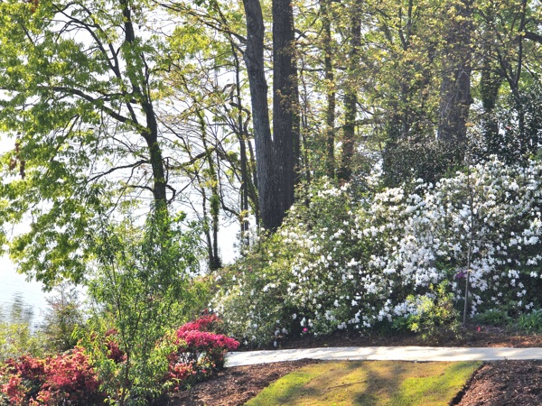 516 Hillandale Road Seneca, SC 29672 - Photo 47 of 50 Lush foliage and blooming flora create a serene natural landscape with water views.
