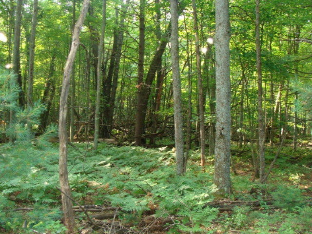 6270 East County Line Road South Branch, MI 48761 - Photo 25 of 29 DSC03514