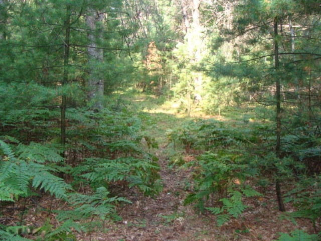 6270 East County Line Road South Branch, MI 48761 - Photo 26 of 29 DSC03515