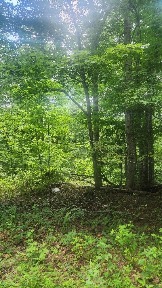 2739 Sr 399 Palmer, TN 37365 - Photo 23 of 31 20250709_132946_resized