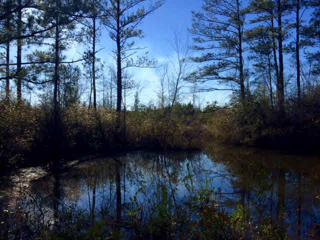 20932 Earl Phillips Road Little River, AL 36550 - Photo 4 of 17