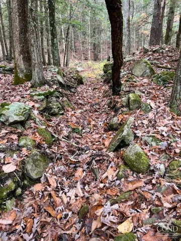 a view of yard with large trees