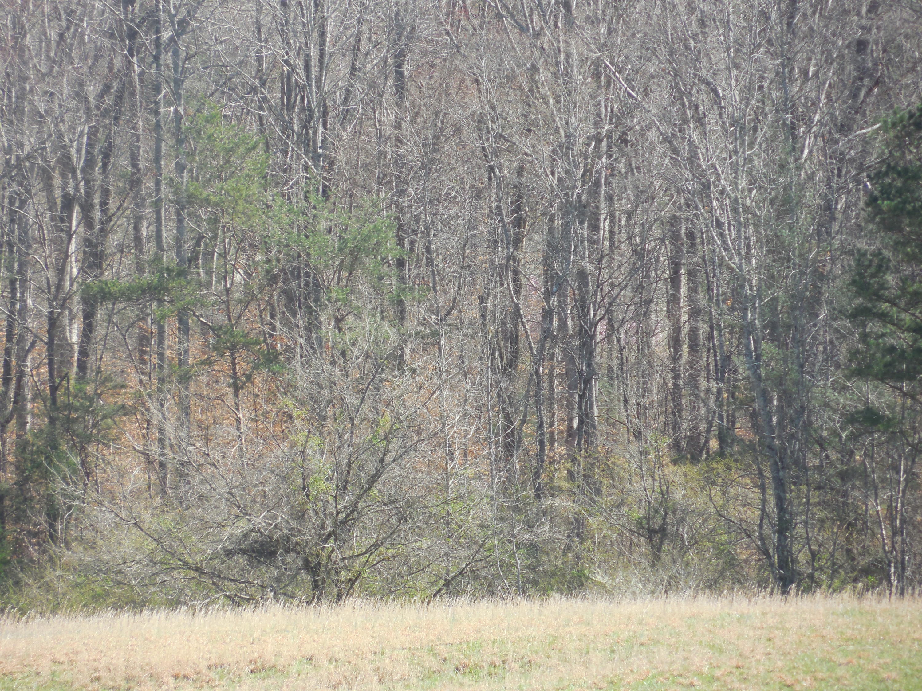 1249 Blockhouse Valley Road Clinton, TN 37716 - Photo 3 of 7 023