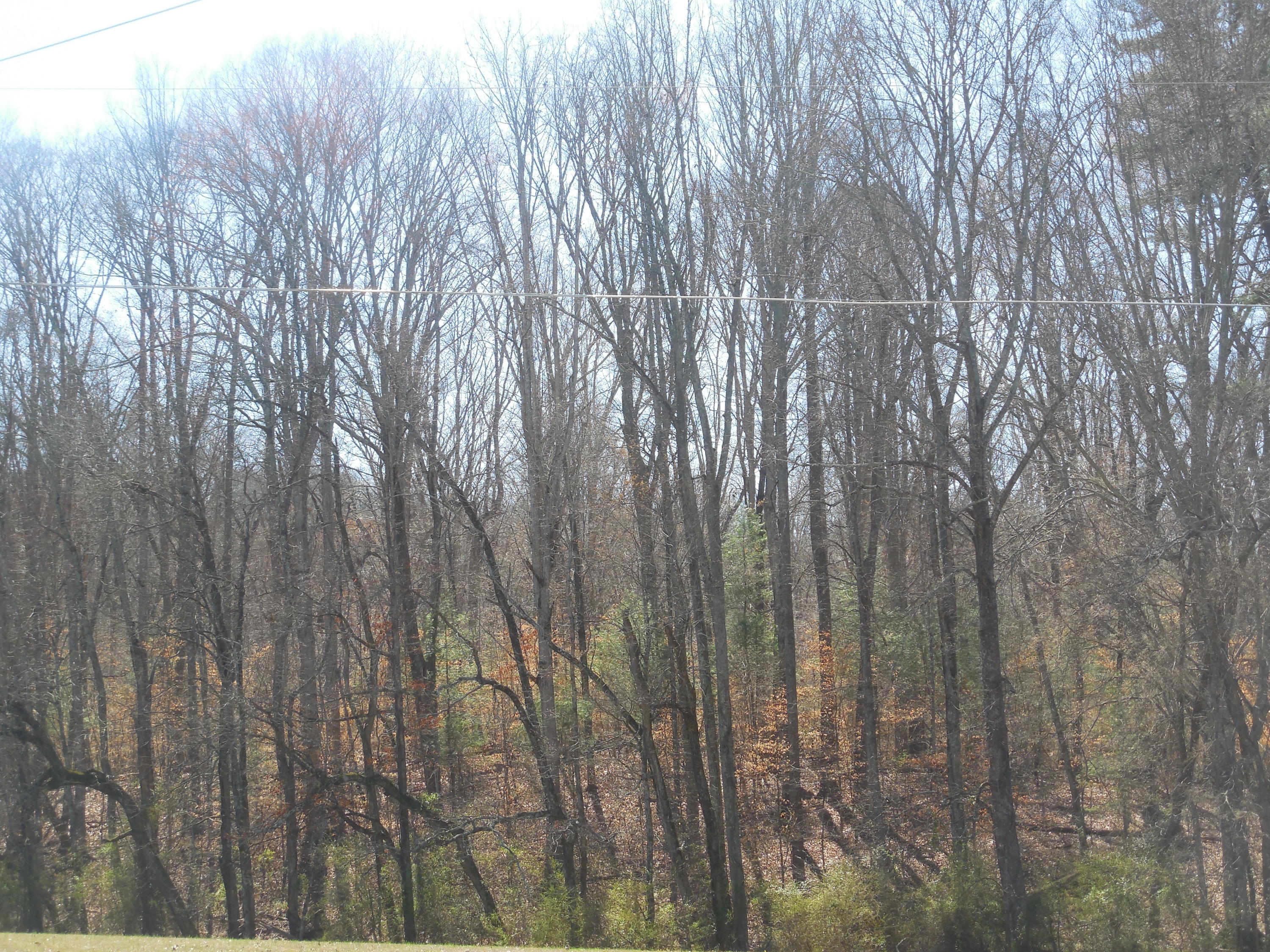 1249 Blockhouse Valley Road Clinton, TN 37716 - Photo 5 of 7 026