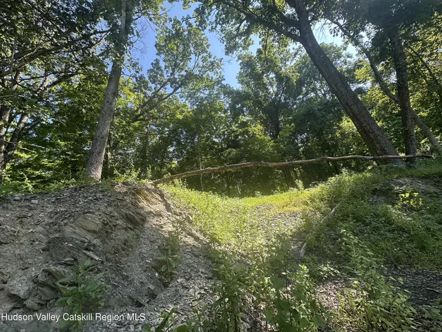 a view of a lush green forest