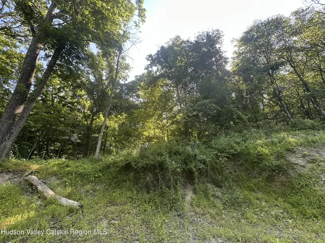 a view of a tree in a garden