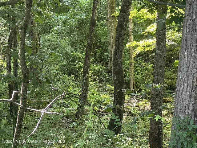 a view of a yard with plants and a bench under large tree