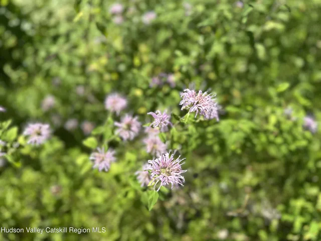a view of outdoor space and trees
