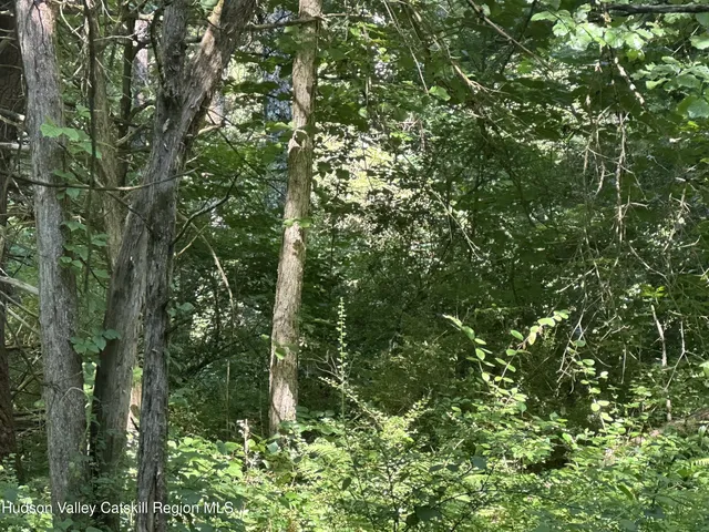 a view of a forest with lush green forest