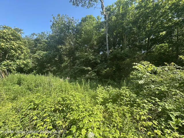 a view of a lush green forest