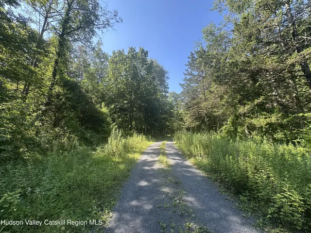 a view of a lush green forest