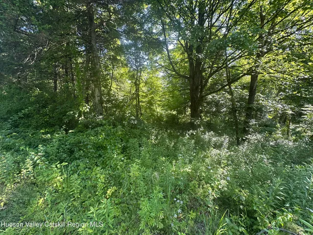 a view of a lush green forest