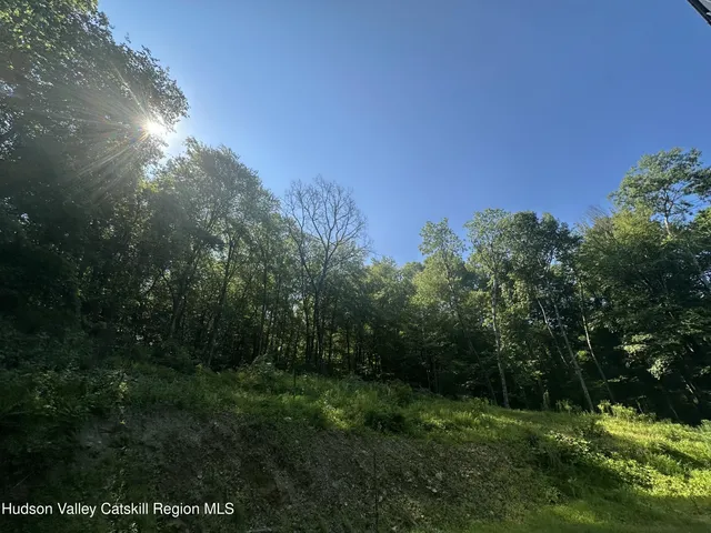 a view of a forest with a tree