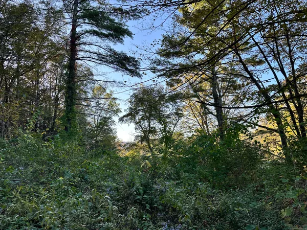 a view of a tree