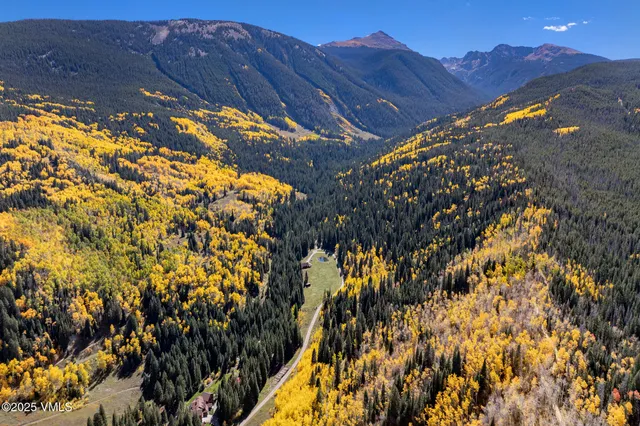 a view of a forest with trees in the background