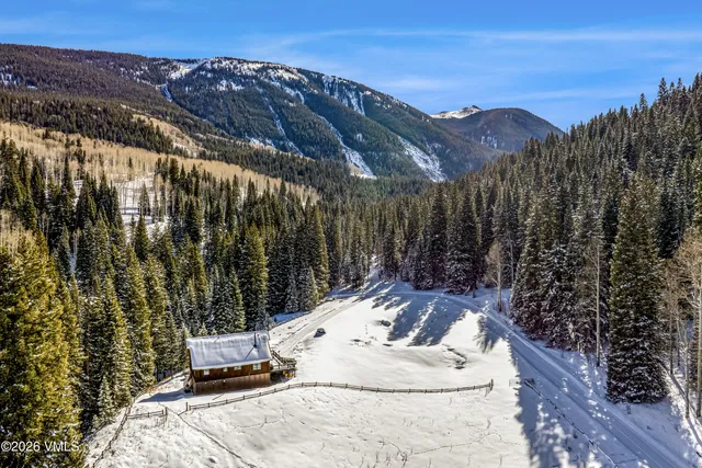 a view of a forest of trees