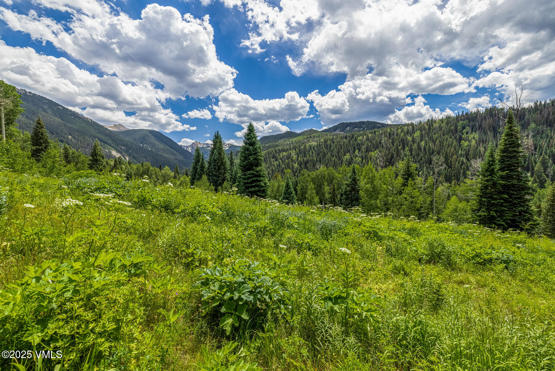801 Holy Cross Drive Edwards, CO 81632 - Photo 42 of 48 a view of a bunch of trees and bushes