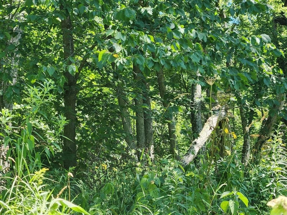 On Dietsch Road Athens, WI 54411 - Photo 22 of 28 Gallery Image 22