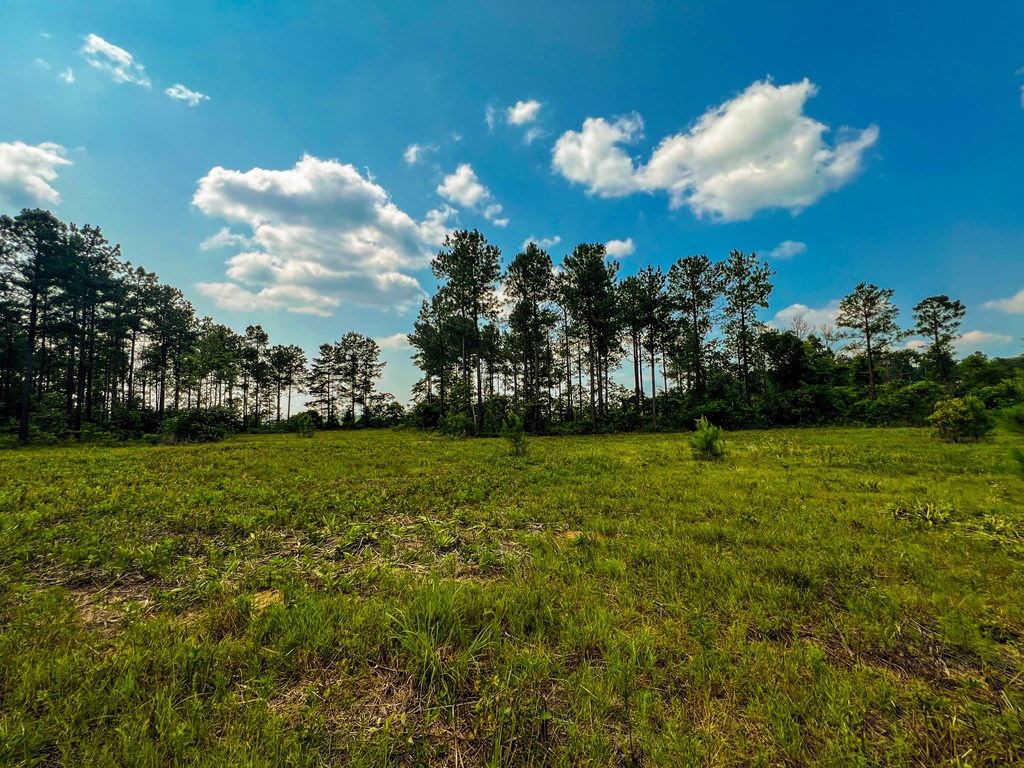 12-ac Liberty Road Mauk, GA 31058 - Photo 12 of 32 1 ac cleared area