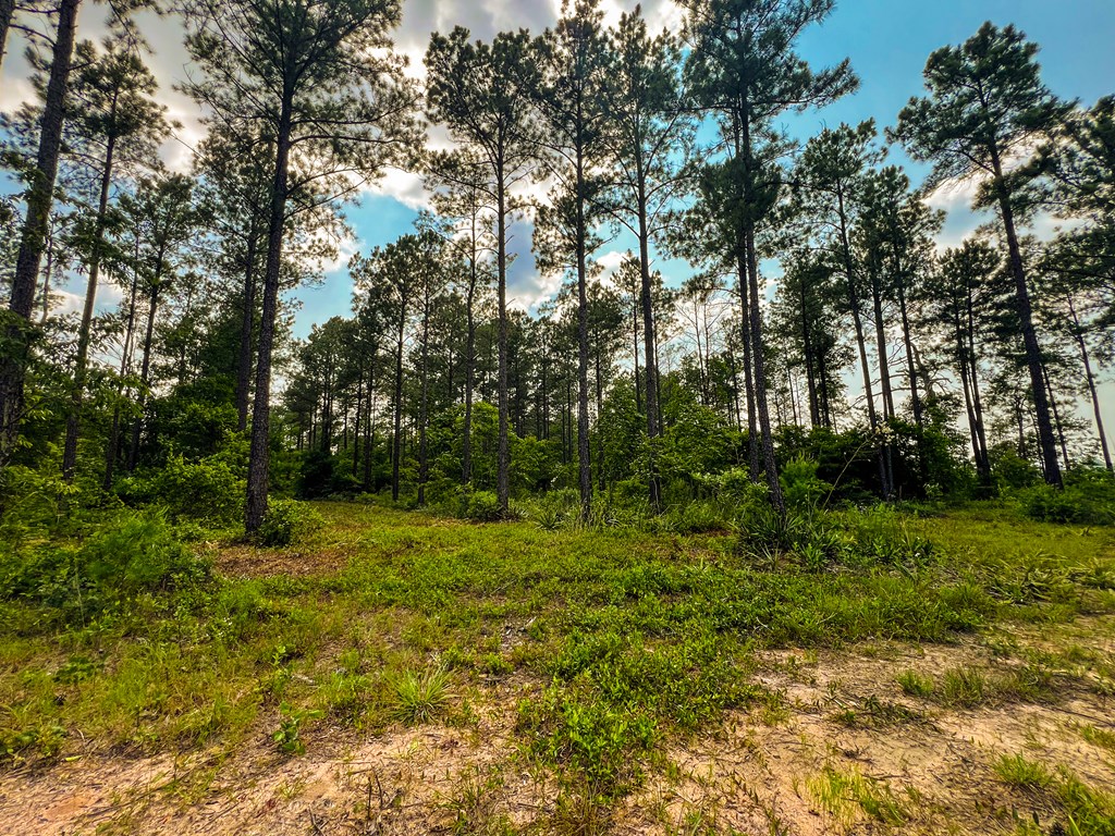 12-ac Liberty Road Mauk, GA 31058 - Photo 14 of 32