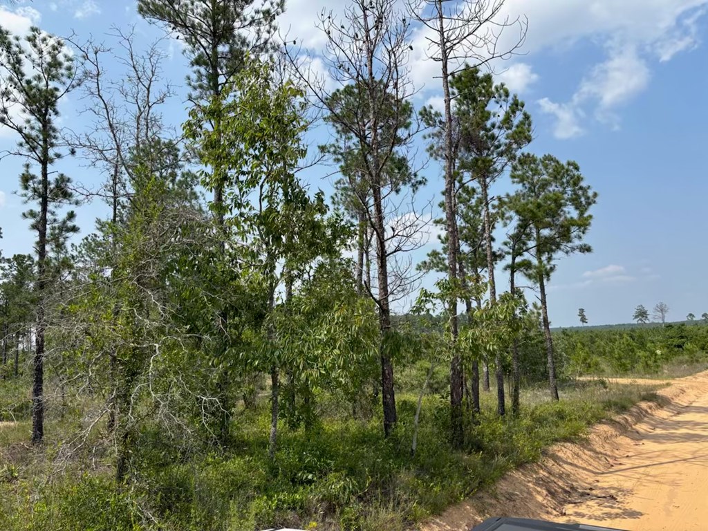 12-ac Liberty Road Mauk, GA 31058 - Photo 15 of 32 SE corner of property