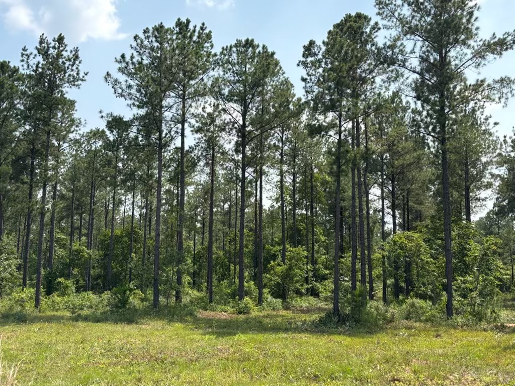 12-ac Liberty Road Mauk, GA 31058 - Photo 16 of 32 mature pines