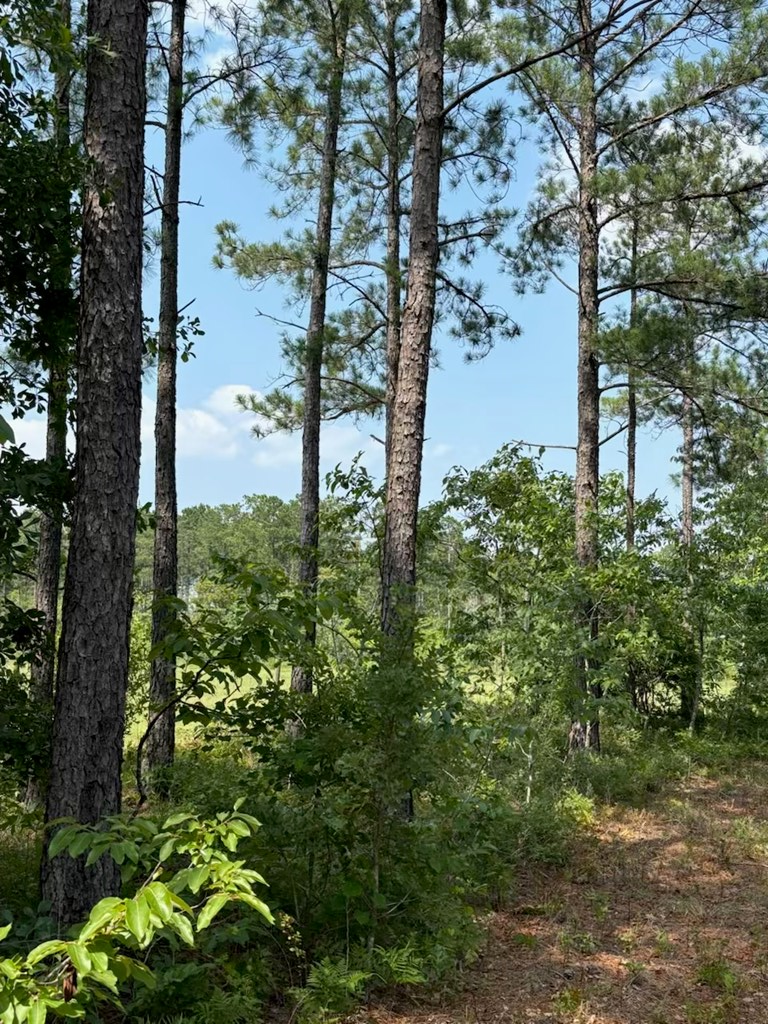 12-ac Liberty Road Mauk, GA 31058 - Photo 17 of 32