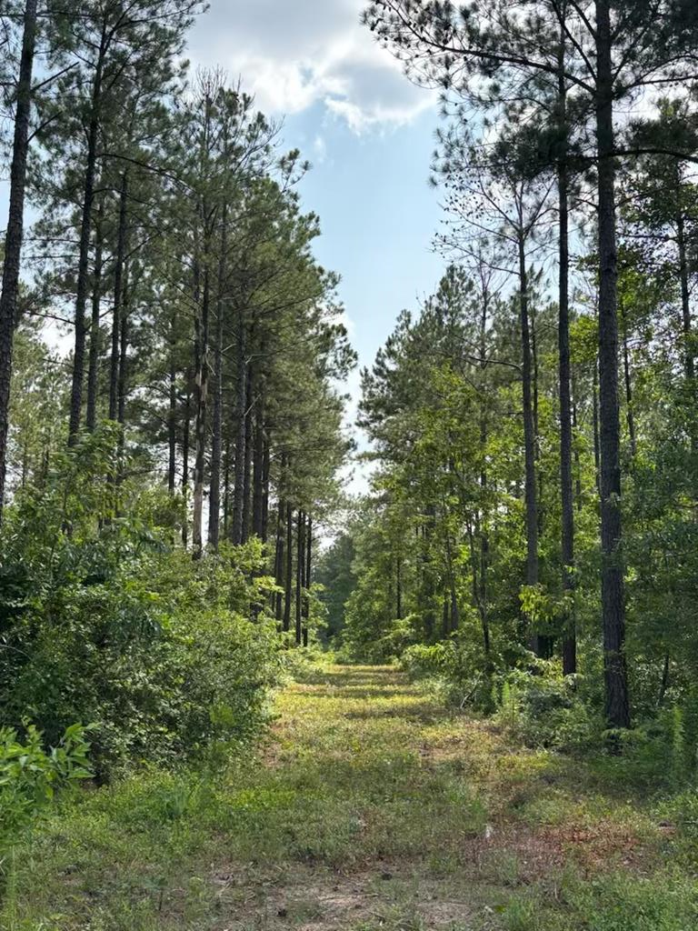 12-ac Liberty Road Mauk, GA 31058 - Photo 18 of 32