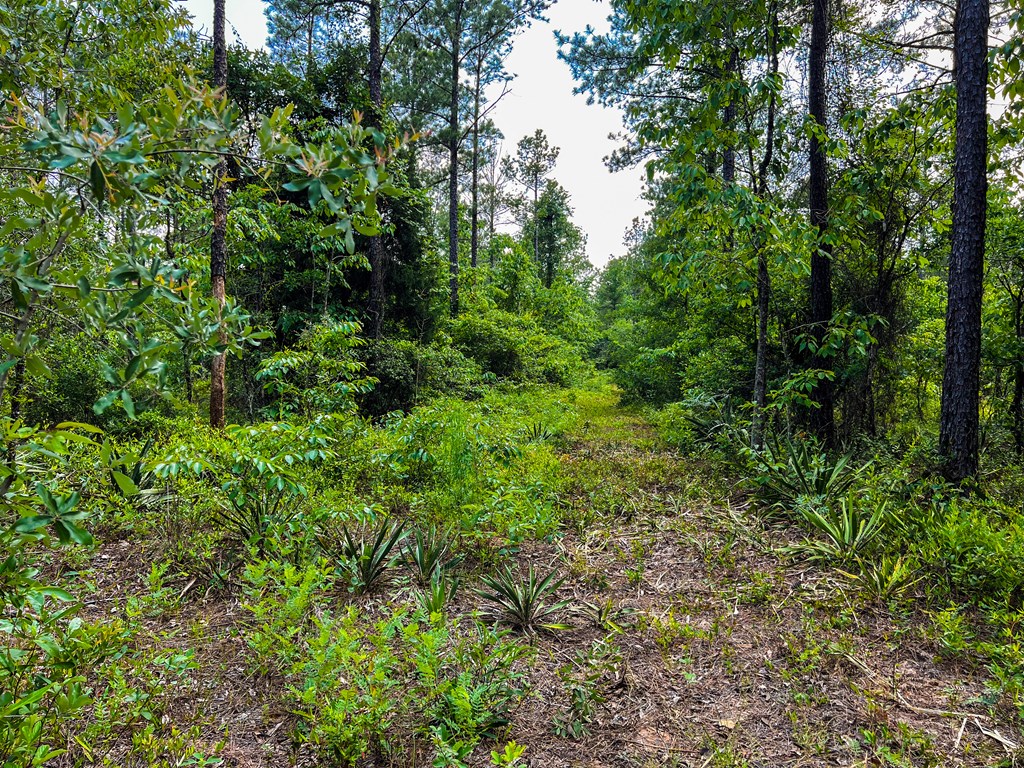 12-ac Liberty Road Mauk, GA 31058 - Photo 19 of 32 trails between the pines