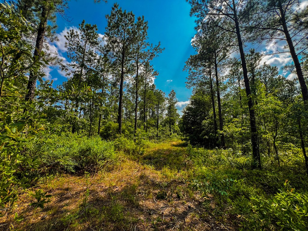 12-ac Liberty Road Mauk, GA 31058 - Photo 20 of 32