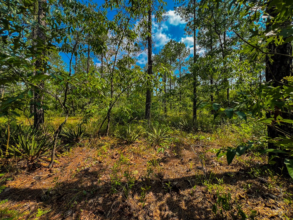 12-ac Liberty Road Mauk, GA 31058 - Photo 21 of 32