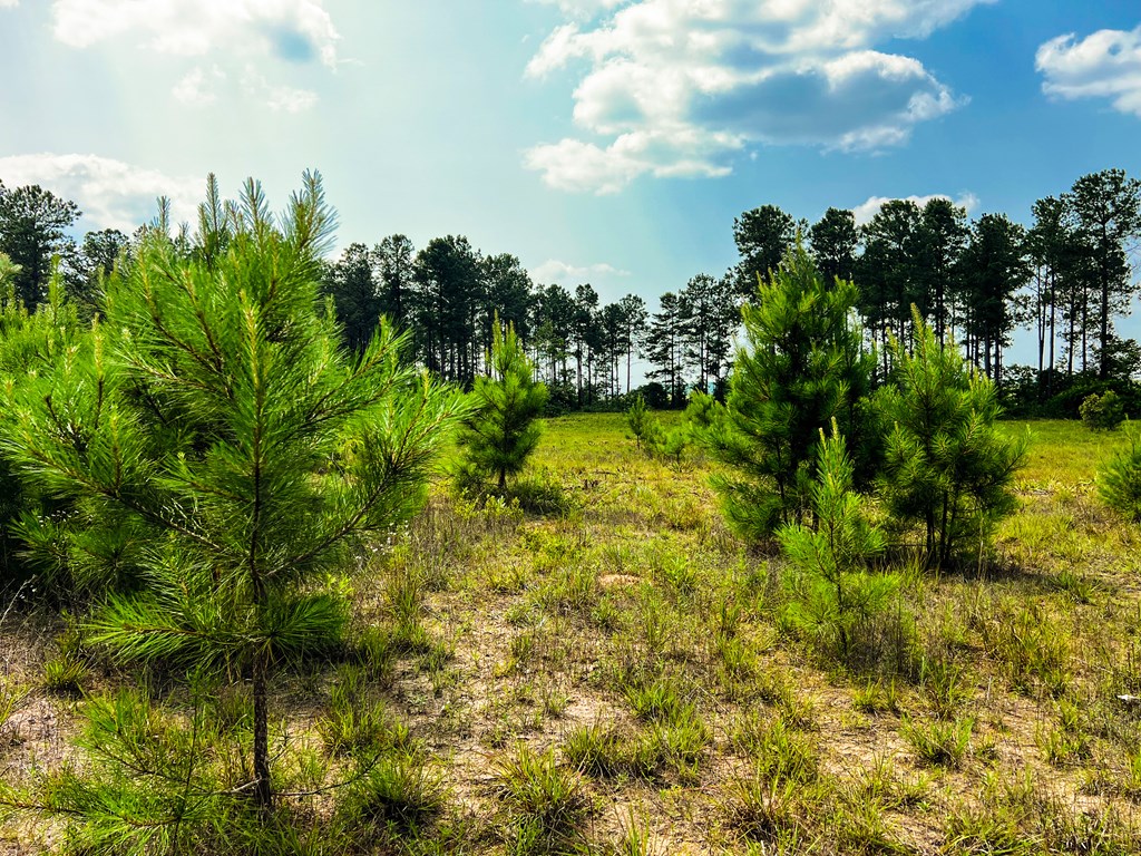 12-ac Liberty Road Mauk, GA 31058 - Photo 24 of 32