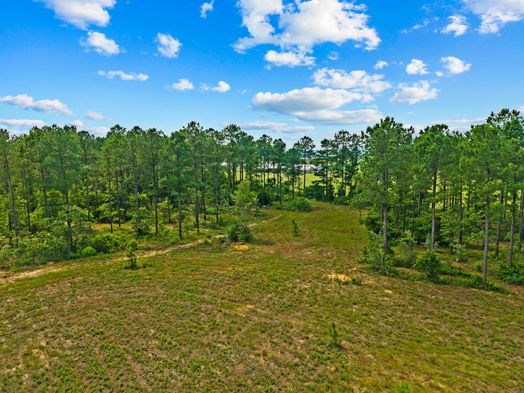 12-ac Liberty Road Mauk, GA 31058 - Photo 3 of 32 1 + acre open area on east end w/ pasture views