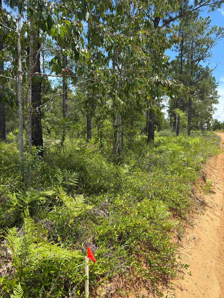 12-ac Liberty Road Mauk, GA 31058 - Photo 32 of 32 approx SW corner along Liberty Rd