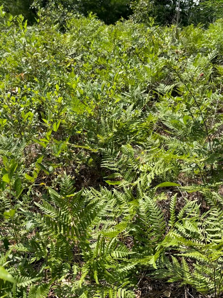 12-ac Liberty Road Mauk, GA 31058 - Photo 4 of 32 fern covered forest floor on a good portion of acr