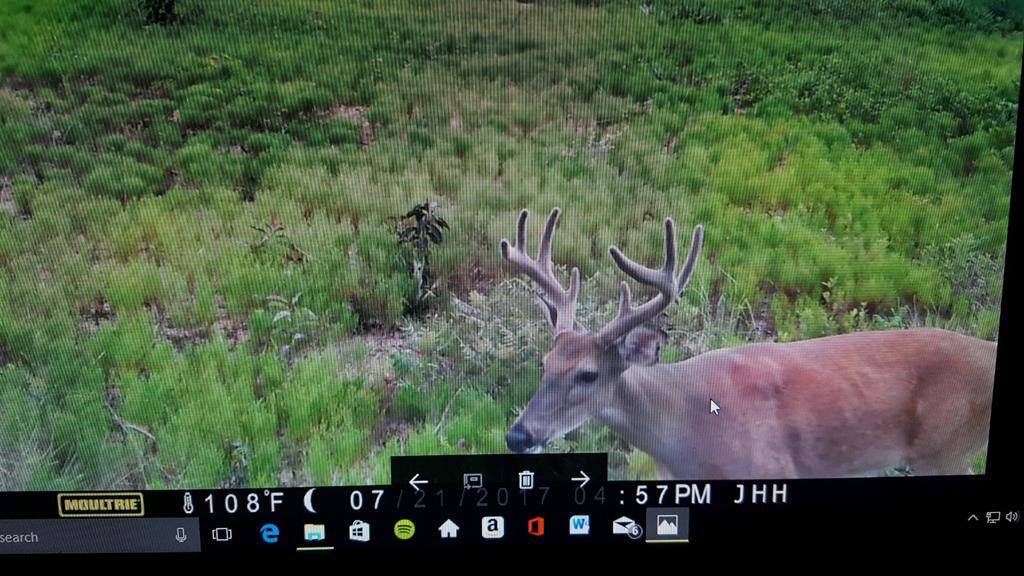 12-ac Liberty Road Mauk, GA 31058 - Photo 6 of 32 white tail deer and turkey
