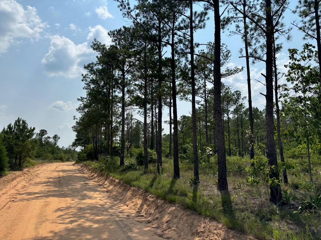 12-ac Liberty Road Mauk, GA 31058 - Photo 10 of 32 looking west down Liberty Rd