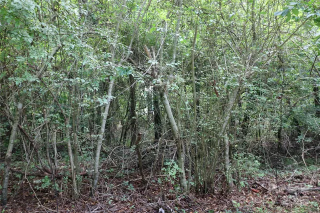 a view of a forest with a tree