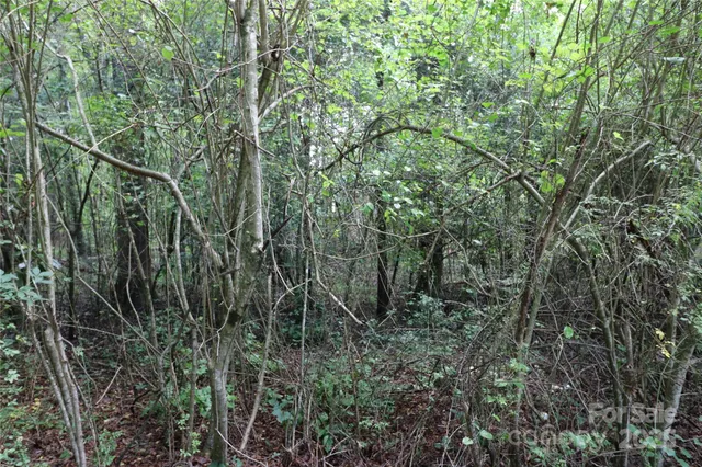 a view of a forest with a tree