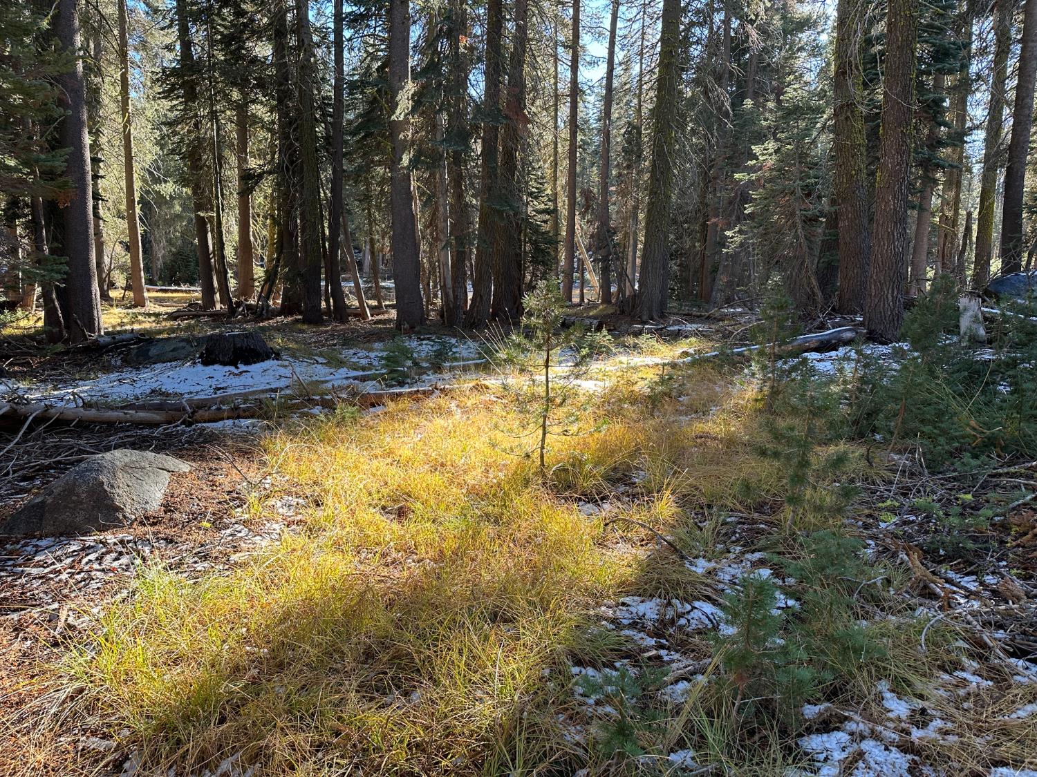 550 Cabbage Patch Arnold, CA 95223 - Photo 1 of 1 a view of swimming pool with trees