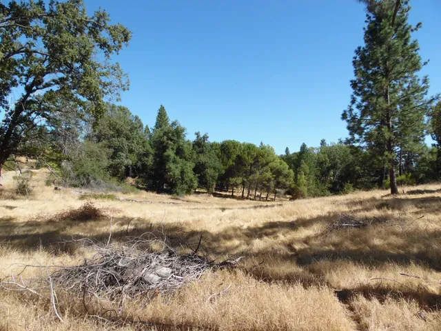 a view of dirt yard with a large tree