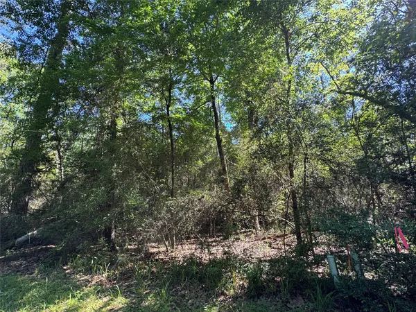 a view of a forest with lots of trees