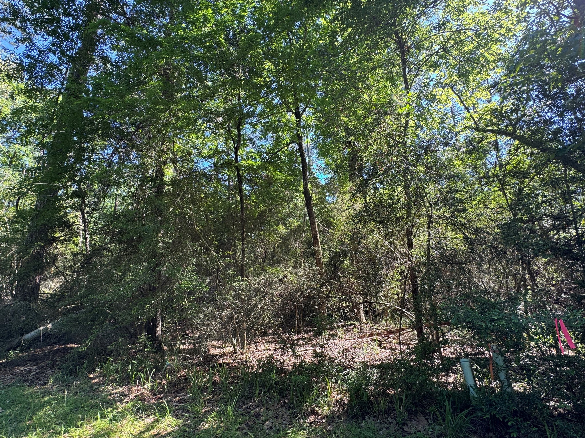 28 Laurel Oak Trinity, TX 75862 - Photo 2 of 6 a view of a forest with lots of trees