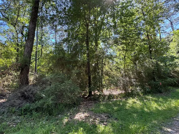 a view of a forest with trees in the background