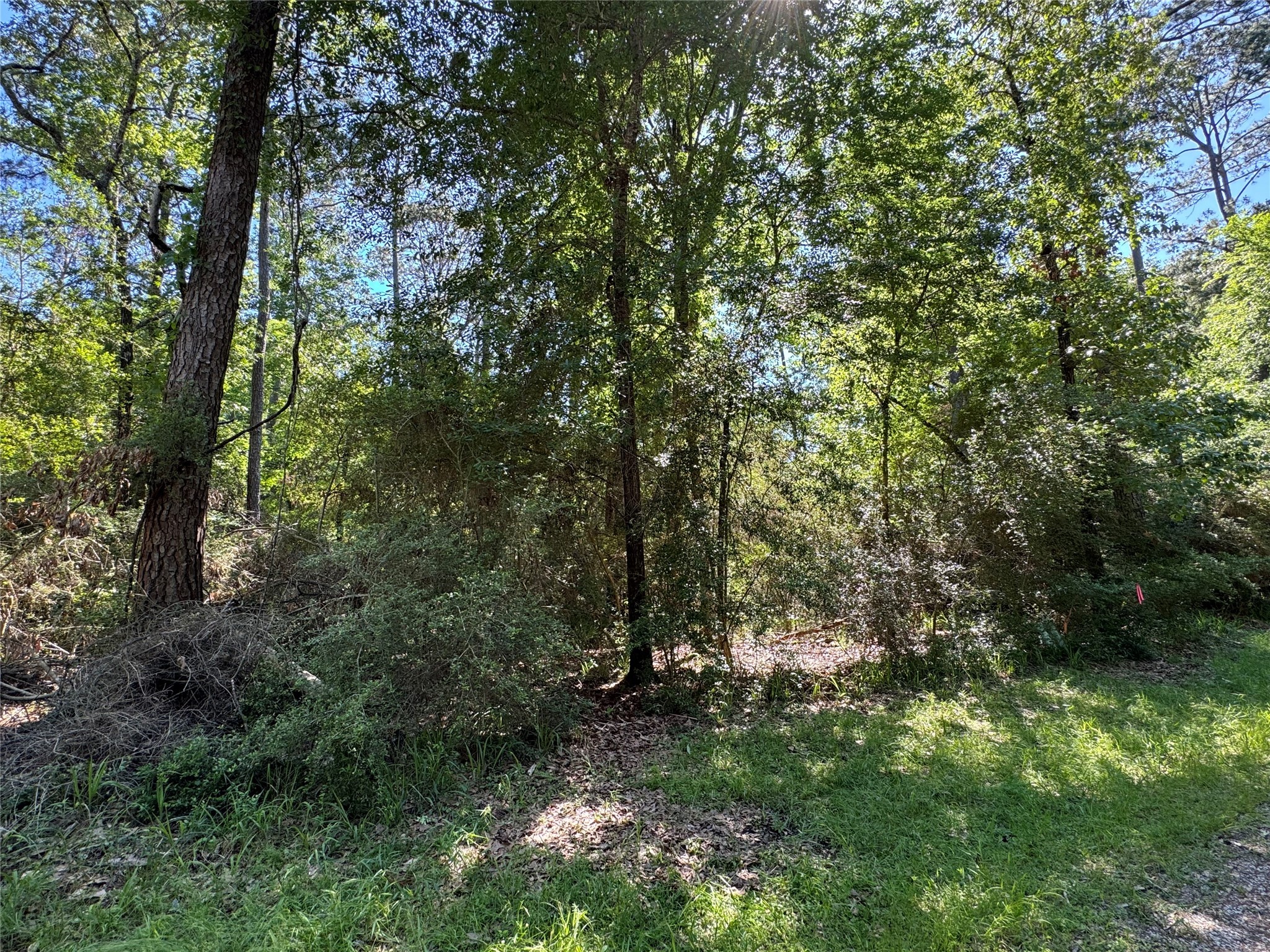 28 Laurel Oak Trinity, TX 75862 - Photo 3 of 6 a view of a forest with trees in the background