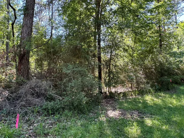 a view of a forest with a tree