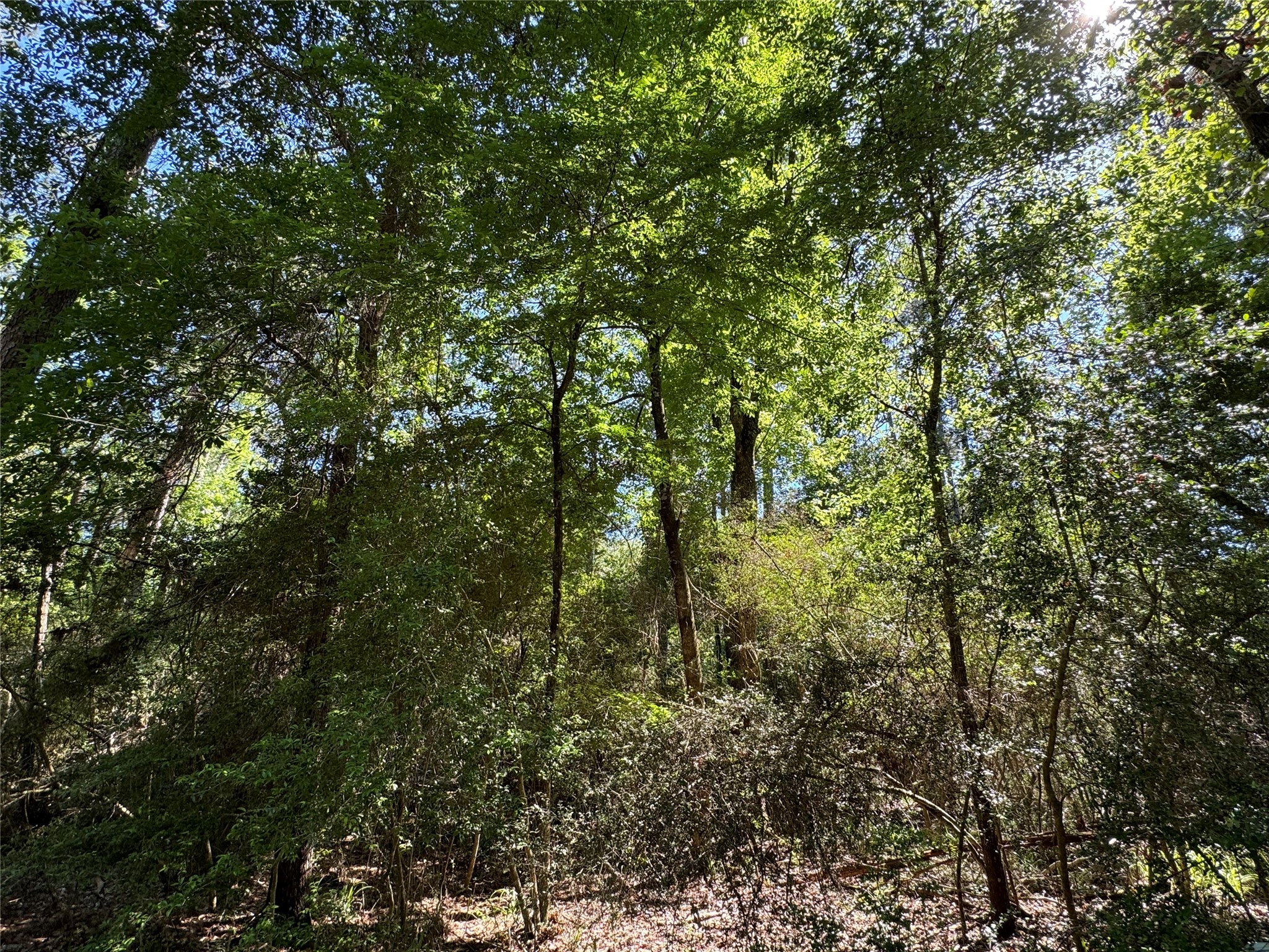 28 Laurel Oak Trinity, TX 75862 - Photo 5 of 6 a view of a yard with a tree